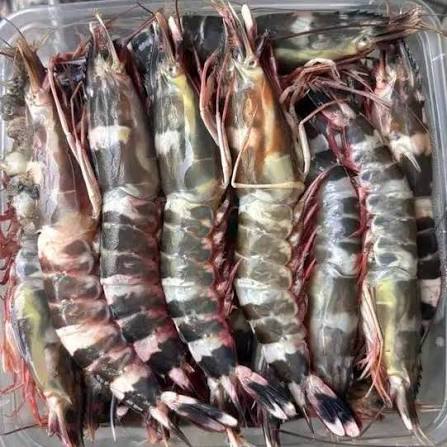 Udang Windu Segar